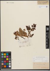 Foto von Salix silesiaca Willd.